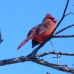 Cardinals have returned