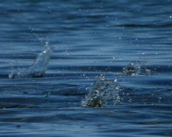 Merganzers dive in unison leaving behind their synchronized splash